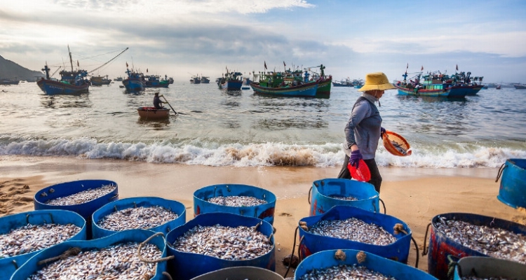 Rạn Nam Ô & Ẩm thực làng chài: Đặc sản thiên nhiên chỉ cư dân Vinhomes Làng Vân mới có